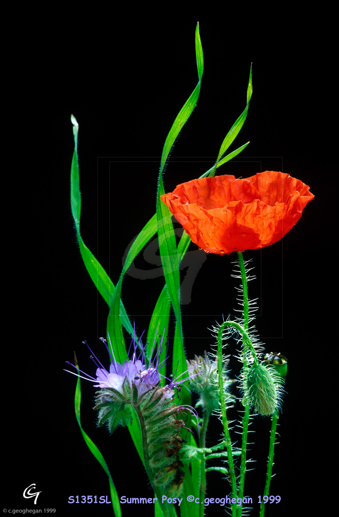 Summer Posy, Wild poppy, phacalea