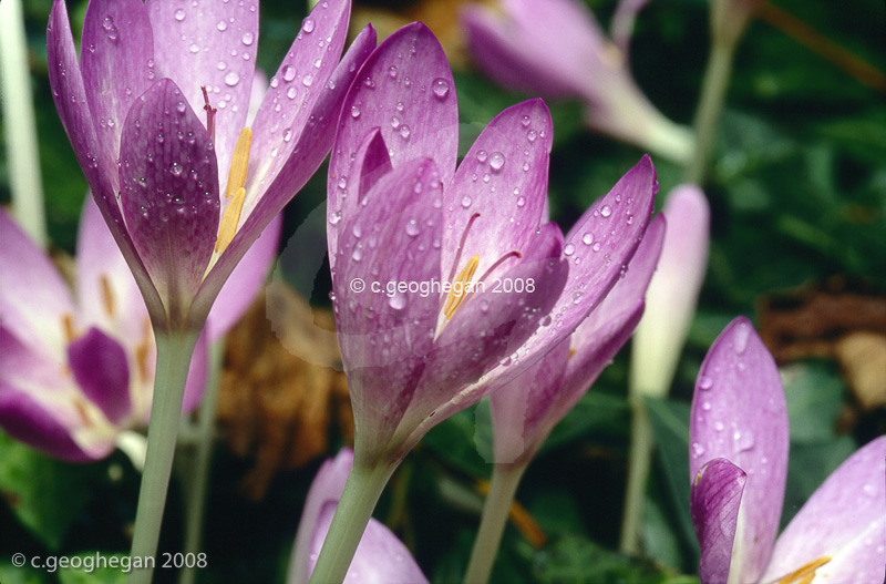 Colchicum bivonae
