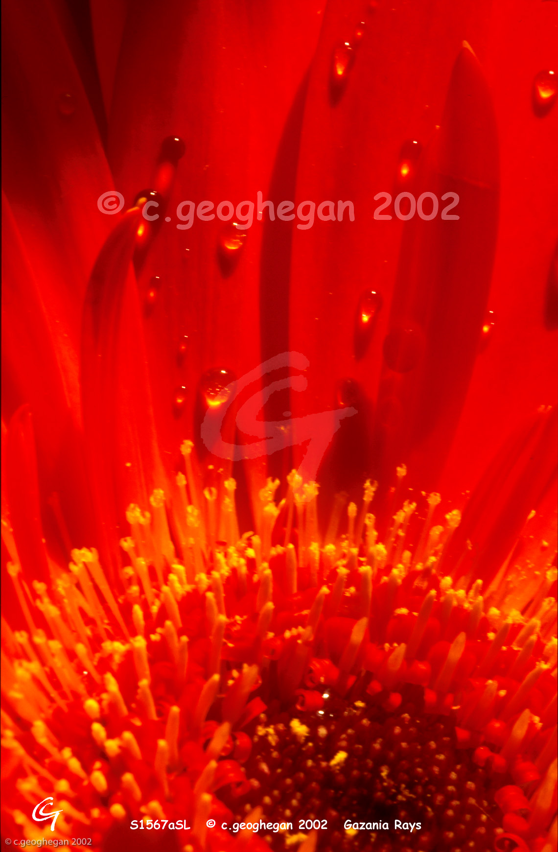 Gazania