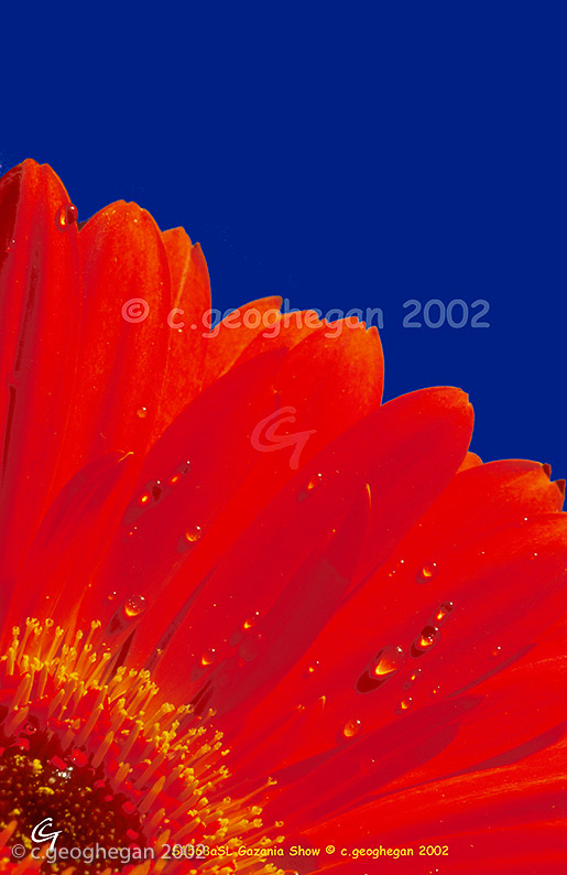 Gazania Show