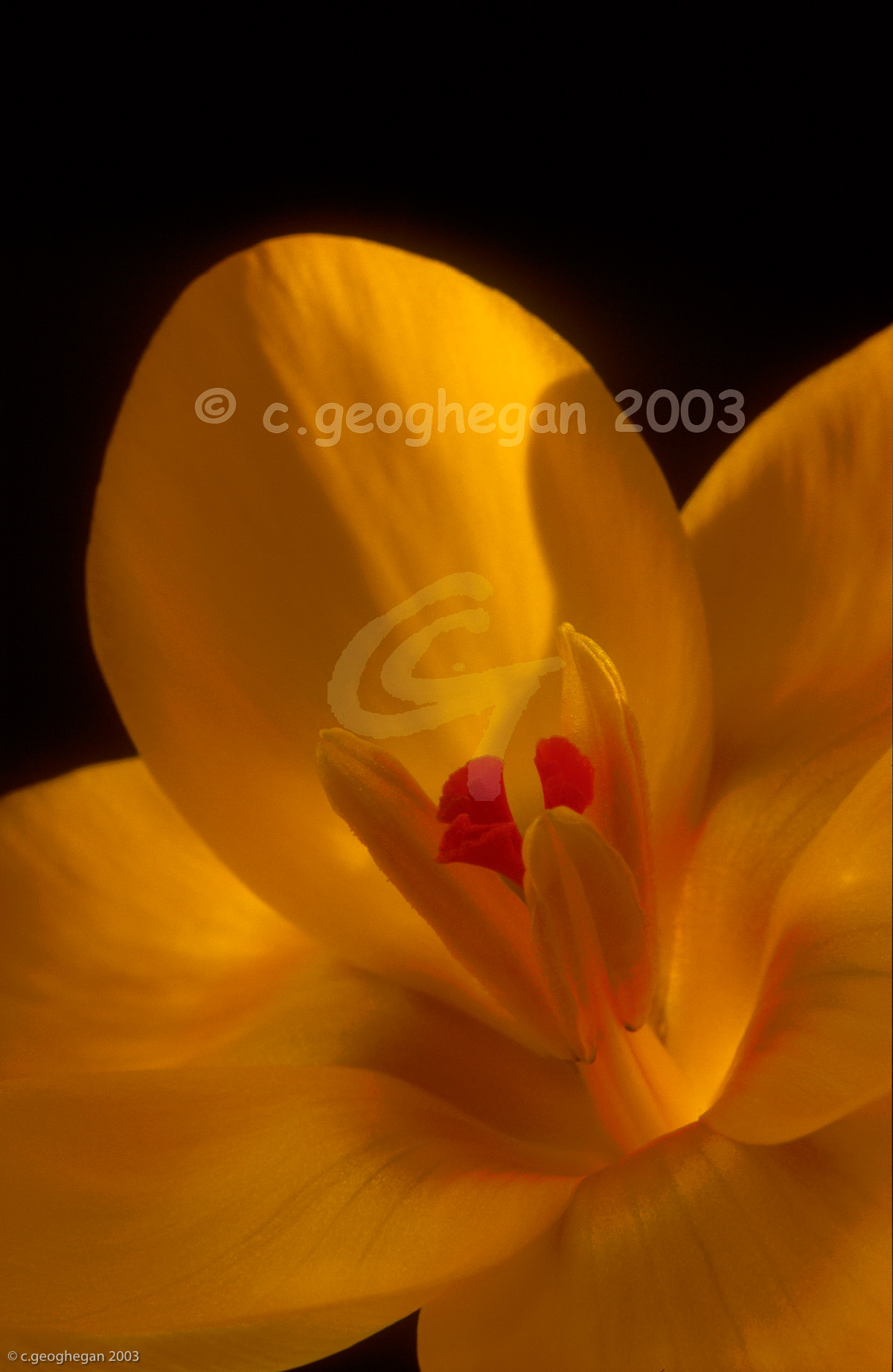 Red Stamens, scented yellow crocus vernus