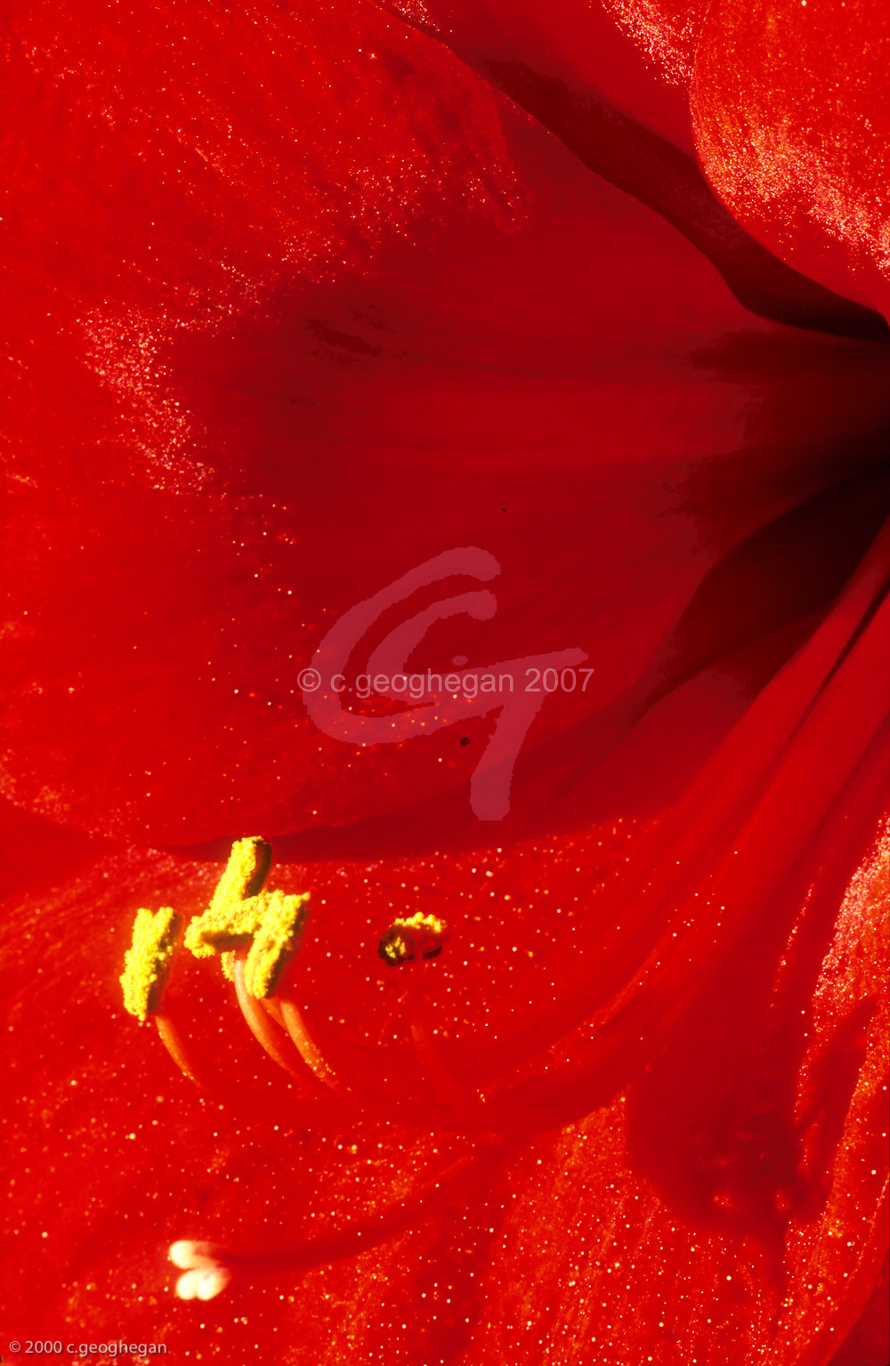 Amaryllis