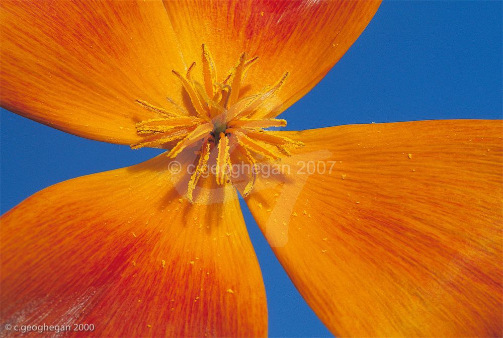 Orange Three