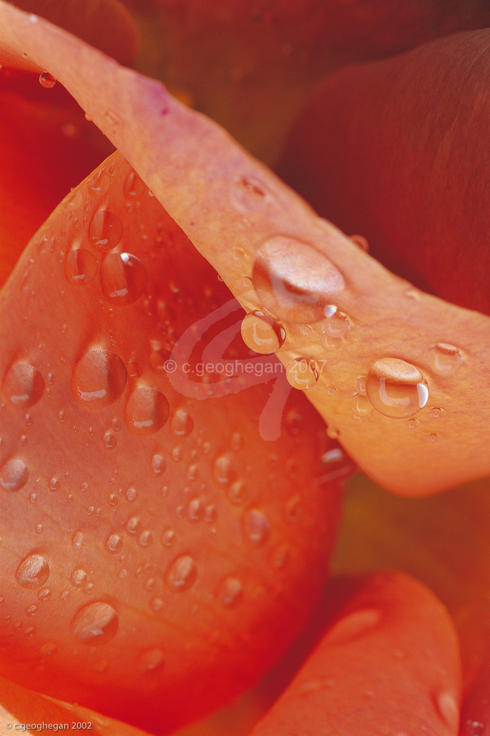 Rose Petals