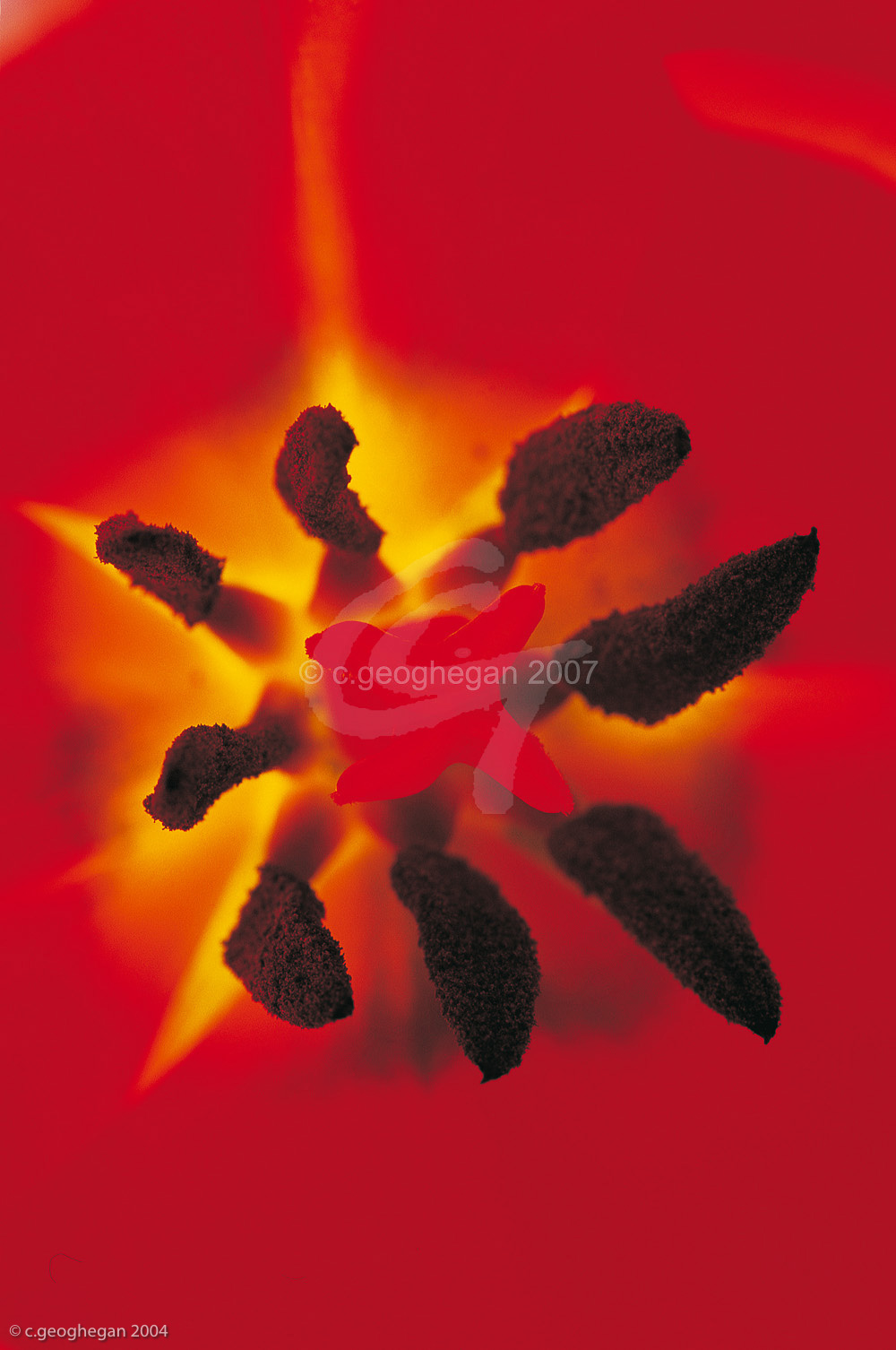 Tulip Heart