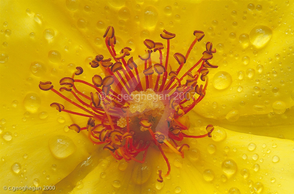 Old Yellow Rose