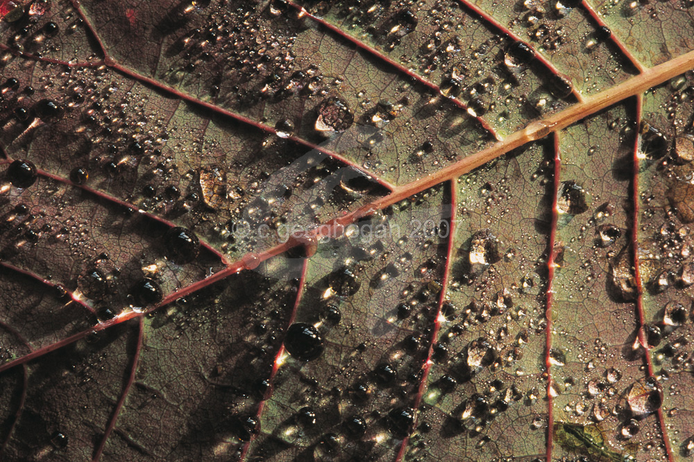 Fallen Leaf
