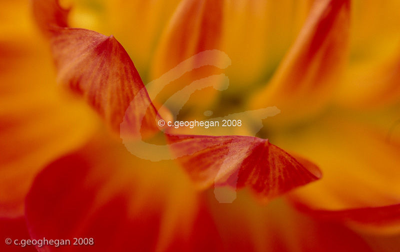 A waterlily dahlia