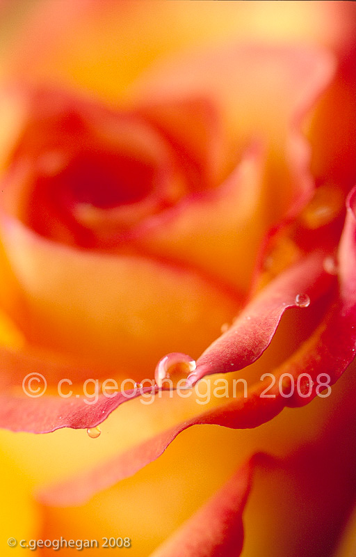 Dew on Rose