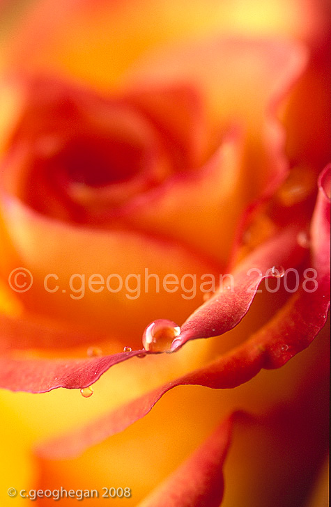 Dew on orange Rose