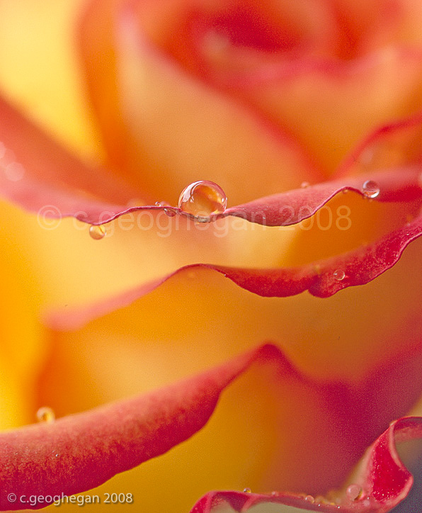 Dew on orange Rose petal
