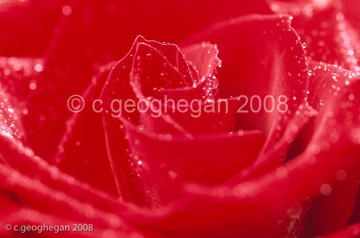 Dew on red Rose