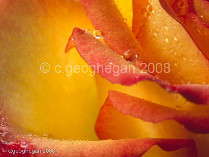 A cascade of petals, orange rose
