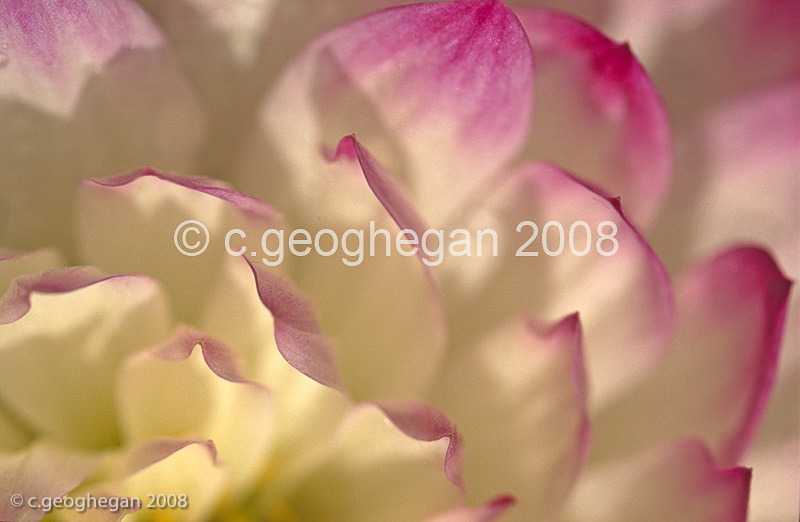 Gentle dahlia, a petal study