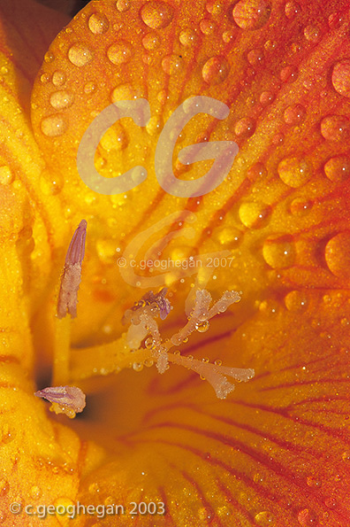 Freesia Flower