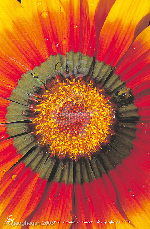 On Target - Gazania flower