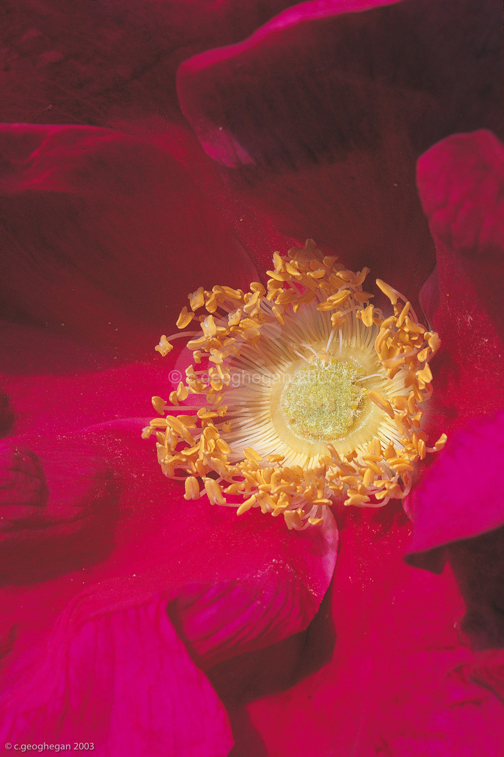 Rosa Rugosa
