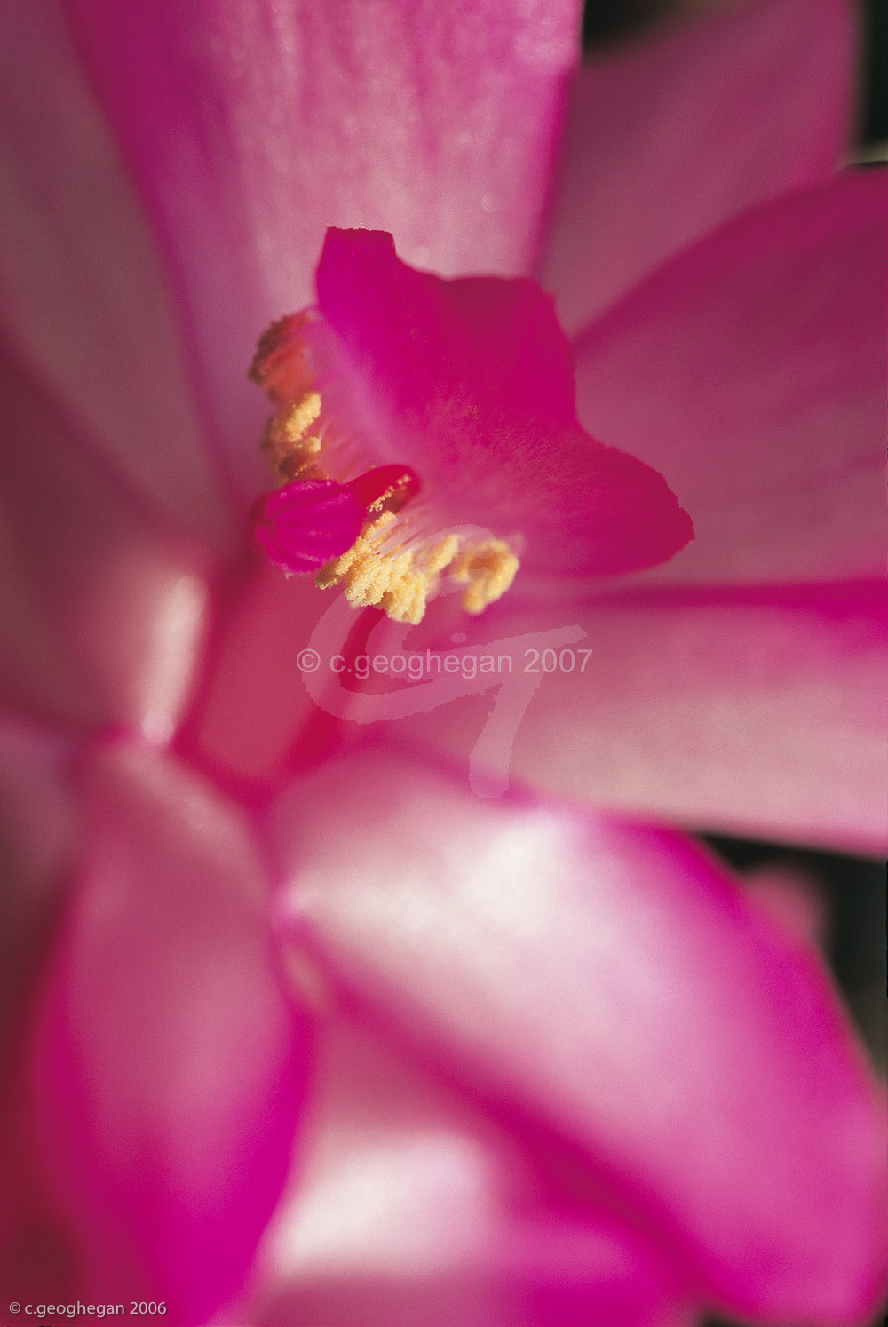 Christmas Cactus