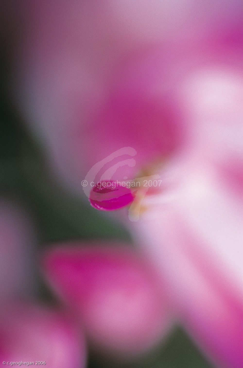 Pink Point