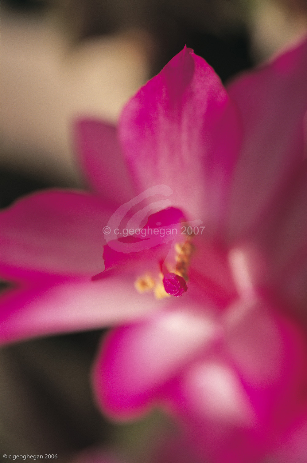 Out of the Pink