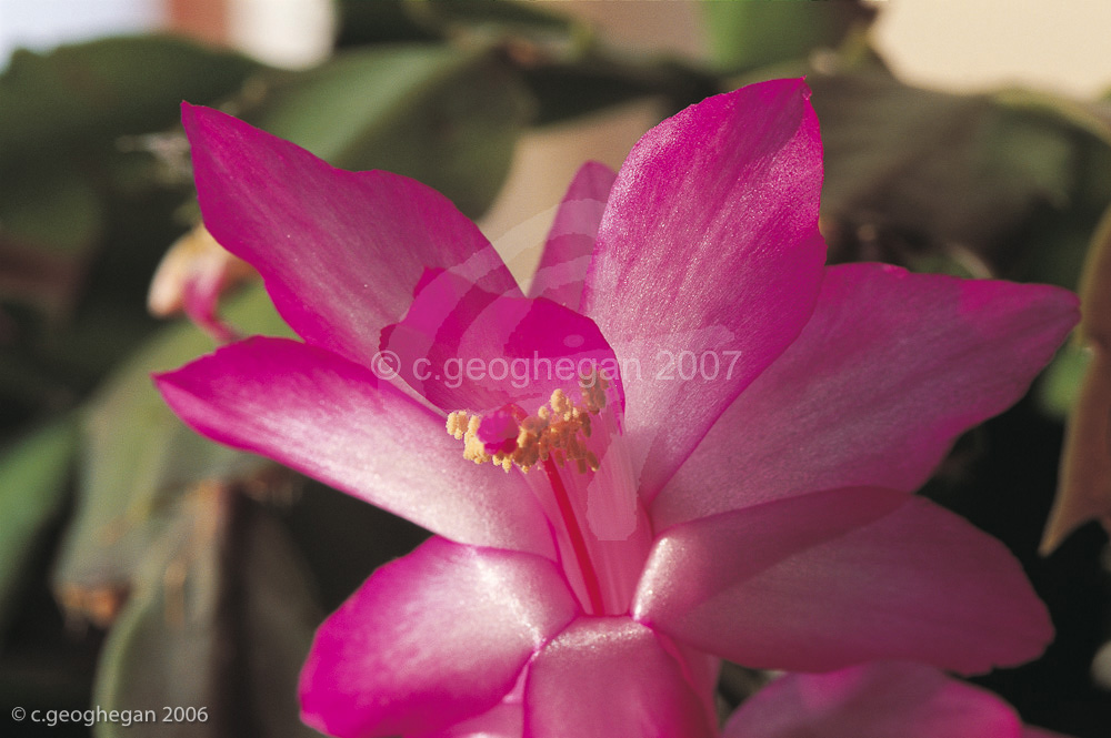 Christmas Cactus