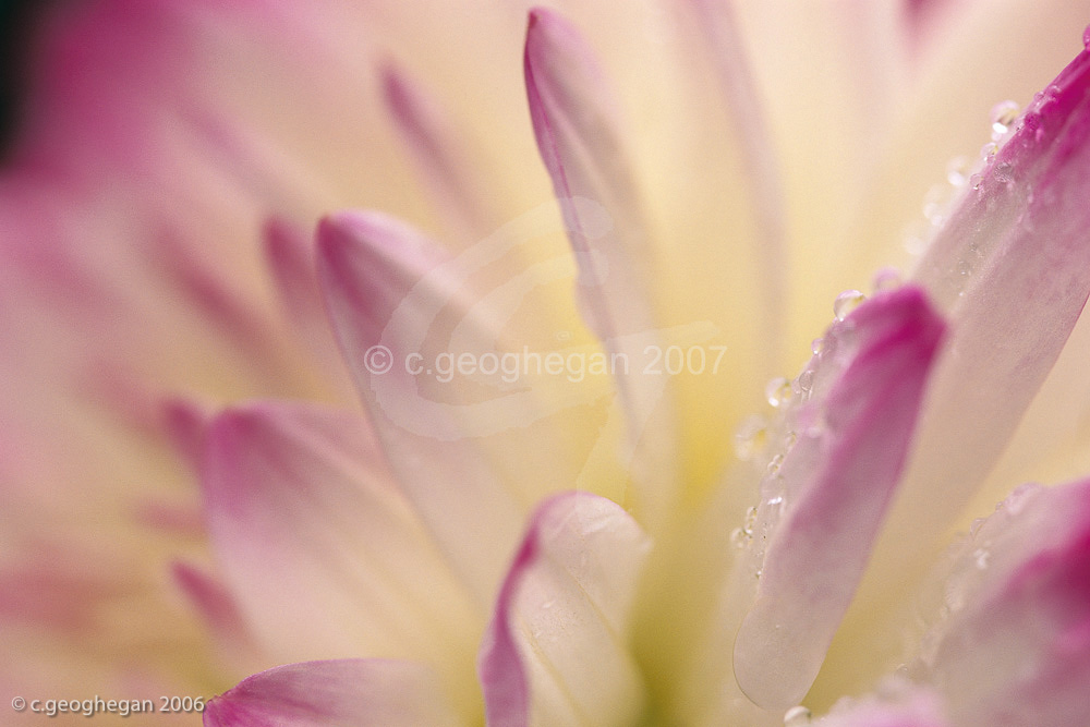 Dahlia Dew