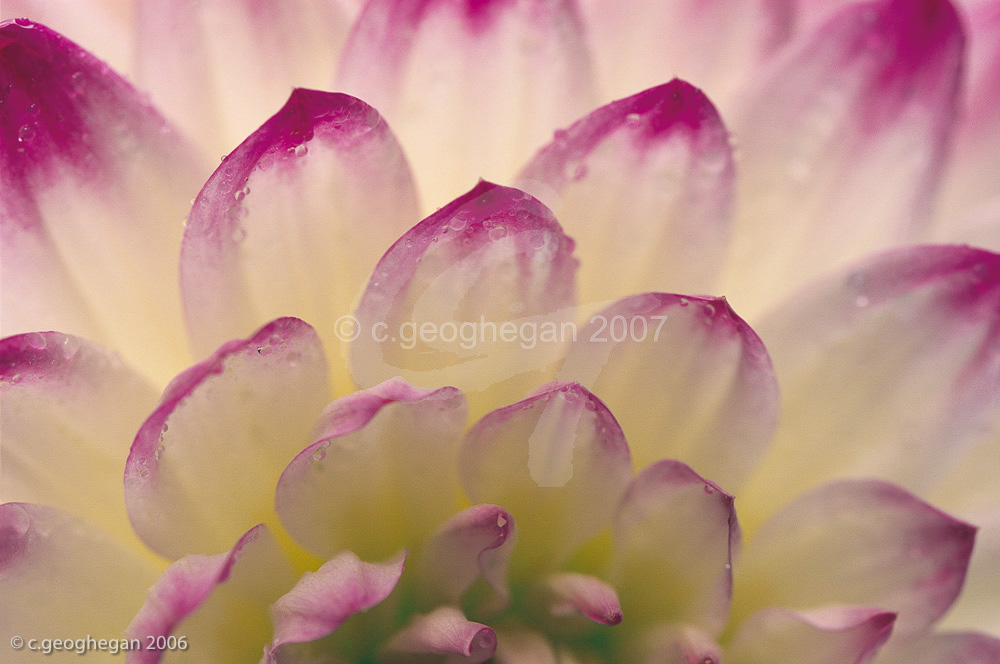 Dahlia Petals