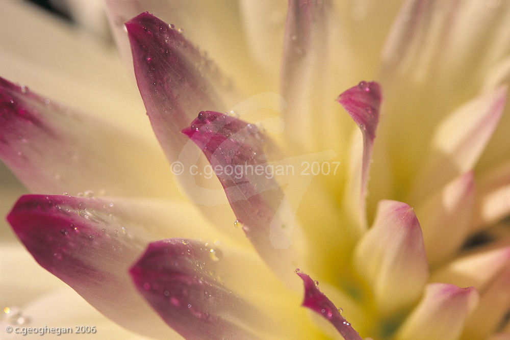 Morning Petals