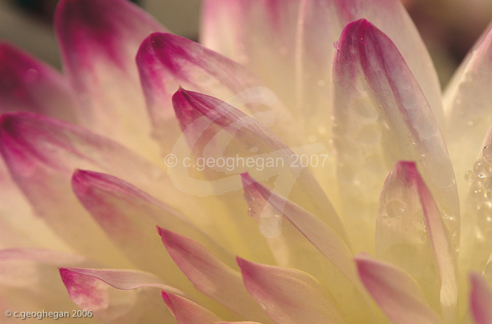 Dahlia Petals