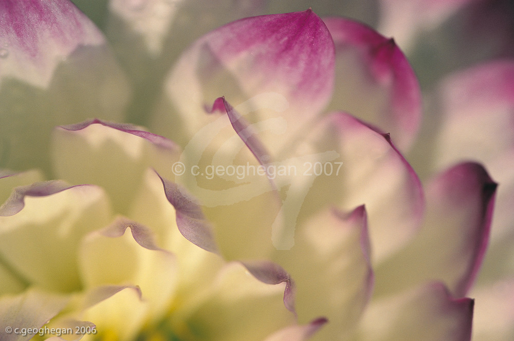 Floating Petals