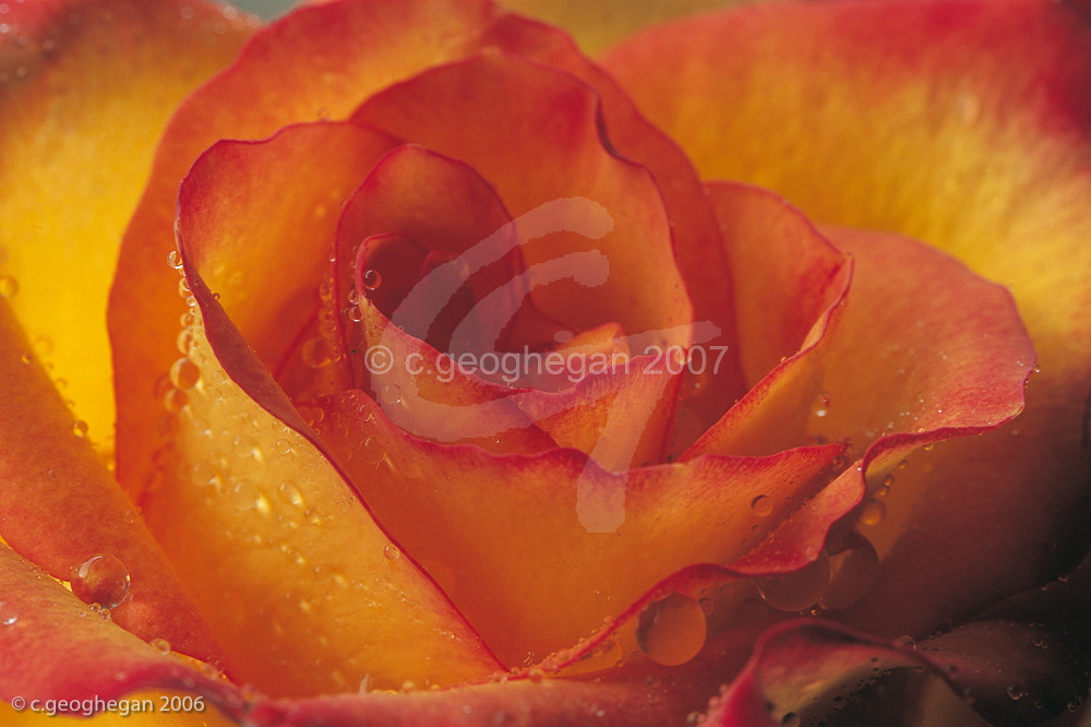 Orange Red Rose