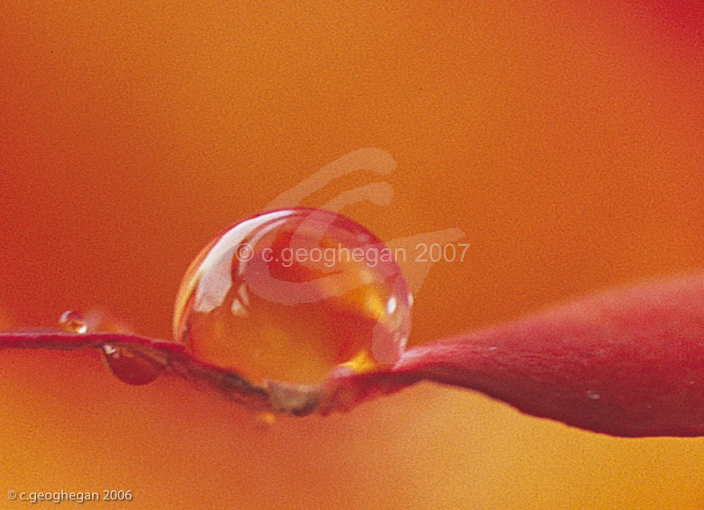 Orange Dew