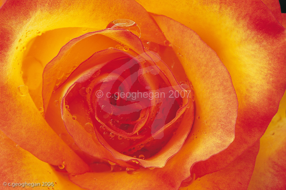 Rainy Rose