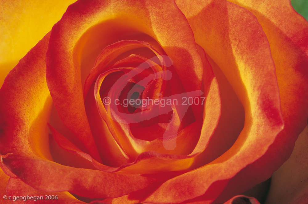 Deep Orange
