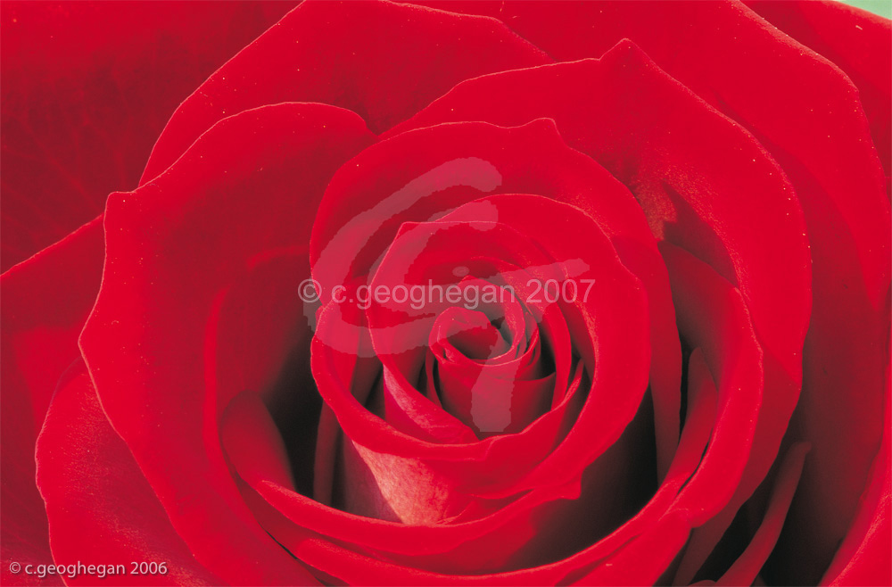 Red Rose