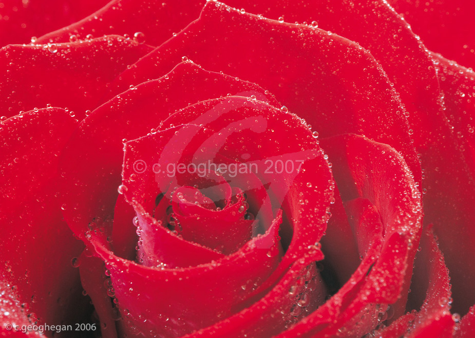 Cold Rose
