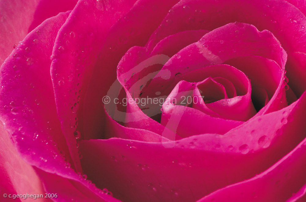 Pink Rose