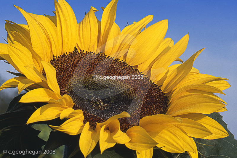 Sun in the Blue