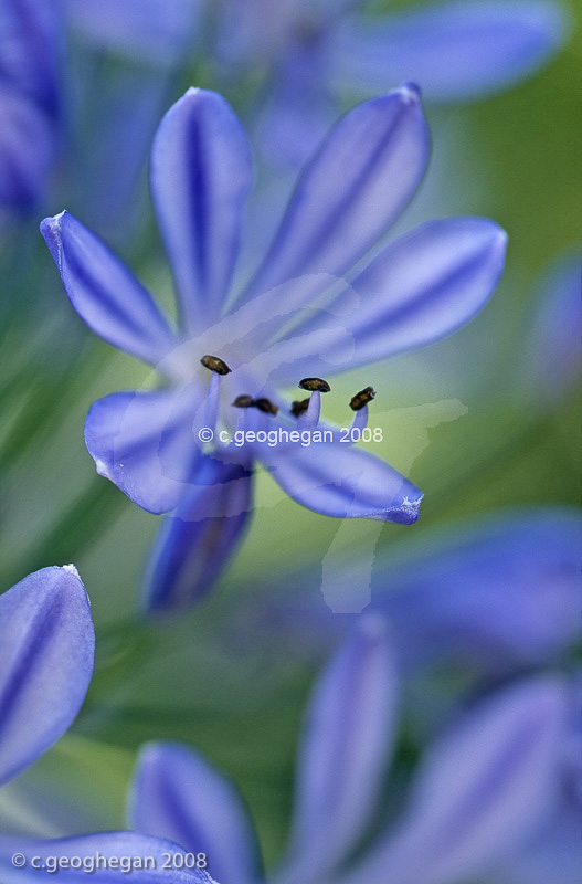 agapanthus