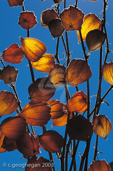Globe Lights, Physallis