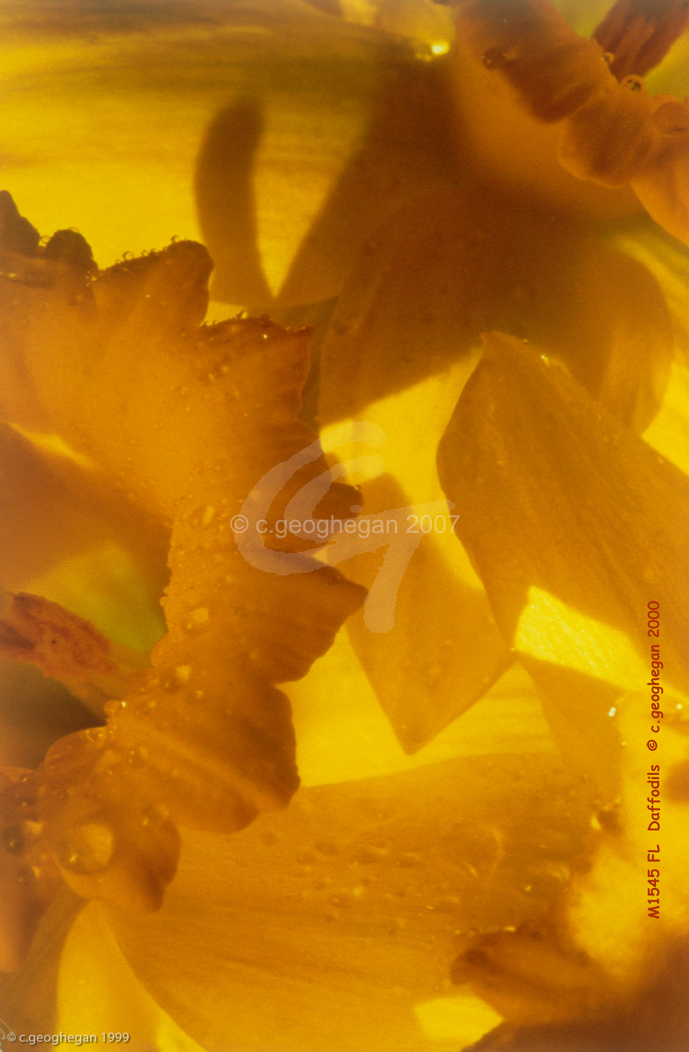 Daffodils